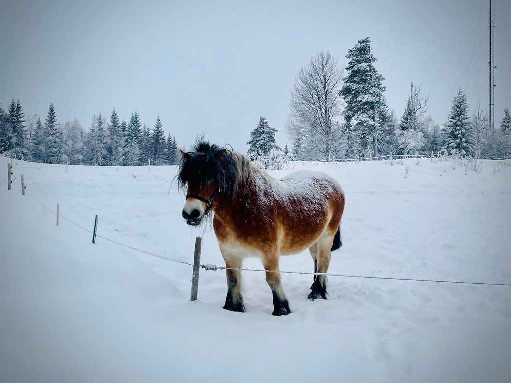 Zweden Winter Nieuw 2